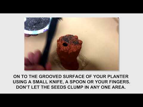 Easy-to-Grow Instructions for Your Chia Pet