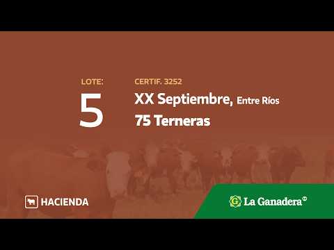 Lote Terneras en XX de Septiembre