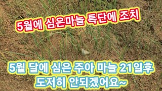 5월에 심은 마늘 환장하겠습니다 파종 21일후 특단의조치~