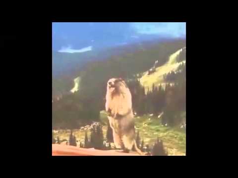 Darkorbit GASPAR •ft• REVOLTADO (war)