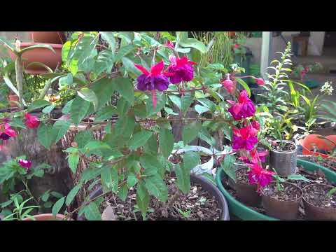 Flores Felipa Zuñiga