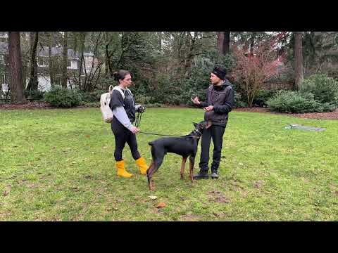 YouTube video about: How to train with an e collar?