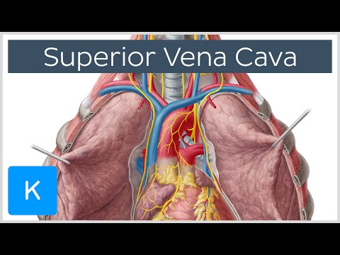 Superior Vena Cava Cardiovascular System | Human Anatomy - Kenhub