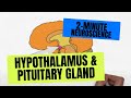 2 Minute Neuroscience Hypothalamus Pituitary Gland
