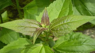 Download lagu Amazing Health Benefits of Chromolaena Odorata. mp3 Download lagu Amazing Health Benefits of Chromolaena Odorata. mp3