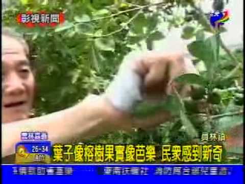榕樹芭樂可以吃嗎