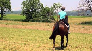 How to Steer a Horse While Riding