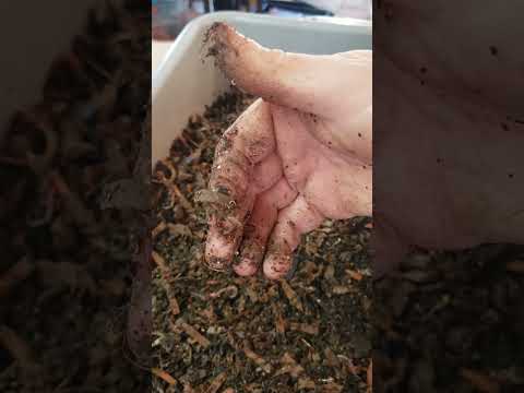 ENC twin bins check in -  also in the mating mood