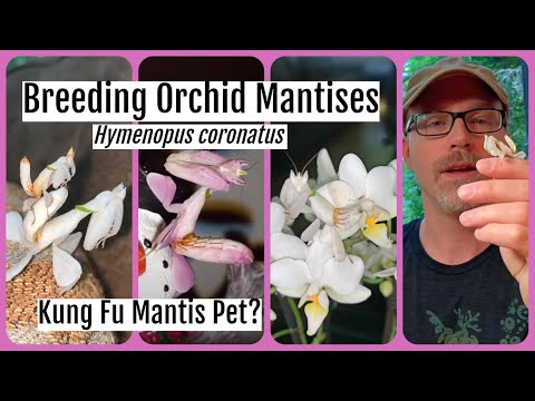 Pet Orchid Mantis Care Sheet Hymenopus coronatus Kung Fu Mantid #orchidmantis #petmantises #mantis