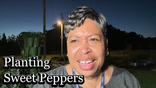 Grow Your Own SWEET PEPPERS Anywhere!!