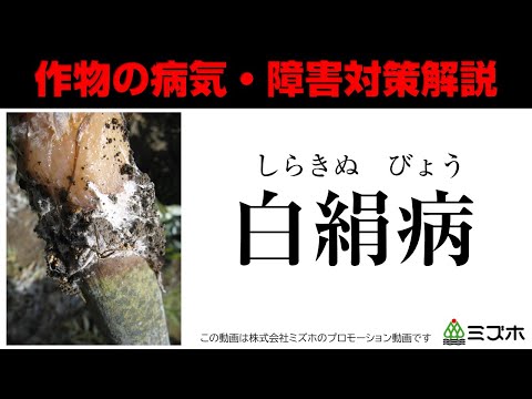 ネメルテアについて詳しく解説