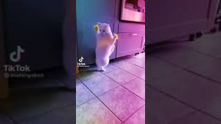 Download lagu TikTok Cat standing when duct tape is applied to its front paws, try it, it's cute ๐๐ mp3 Download lagu TikTok Cat standing when duct tape is applied to its front paws, try it, it's cute ๐๐ mp3