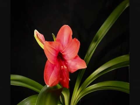 Amaryllis Flowering 20 min for 9 Days - Time Lapse