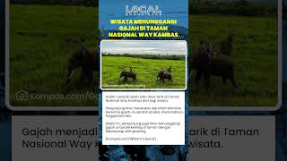 Wisata Gajah di Taman Nasional Way Kambas dengan Atraksi dan Aktivitas Seru Bersama Para Pawang
