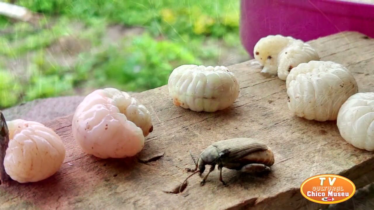 DOCUMENTÁRIO SOBRE A LARVA DO GONGO  IGUARIA POPULAR DO NORTE E NORDESTE DO BRASIL COM A TIA MIRIAM