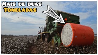 MINHA PRIMEIRA COLHEITA DE ALGODÃO