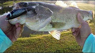 Bank Fishing Ponds - Whopper Plopper Topwater Blowups!