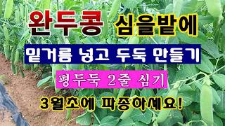 [텃밭농부 2,153]  완두콩 심을 밭에 밑거름 넣고 토양만들기. 3월초에 파종하세요! #완두콩재배