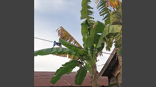Download lagu Hadirmu Dekap Rinduku mp3