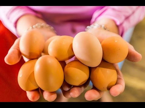 How to Raise Chickens For Eggs Video