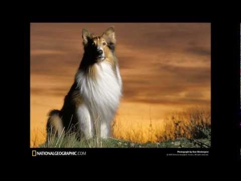 štajerski mix aleksander jež.wmv