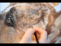 Dog Fur Speed Paint 