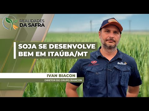 Após plantio antecipado, soja se desenvolve bem em Itaúba/MT