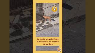 curiosidade eim #humor #engraçado #fyp #comedia #tops #furyou #reels #ia #brincadeira