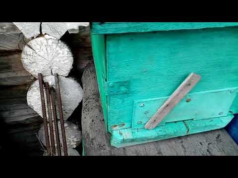 Приближается пора ловить бродячие рои!