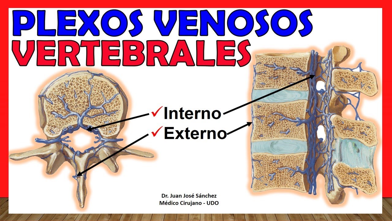 ¿Qué es el plexo venoso vertebral interno? – ES General