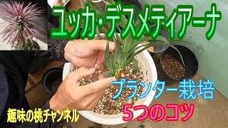 [Yucca desmetiana] 5 tips for growing in a planter 25/8/25