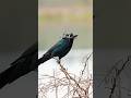 Grackles like to eat fish too. #birds #wildlife #nature #grackle #wildlifevideos #birdvideos