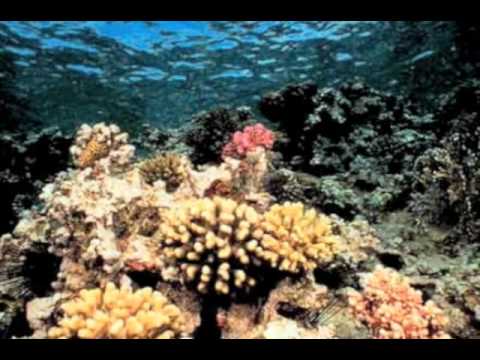 Morcheeba - Fear And Love (Beatnik Remix)