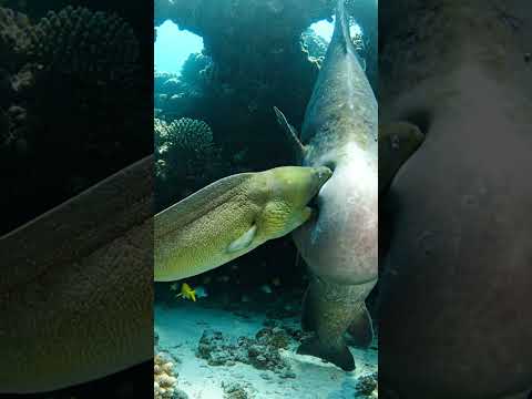 Octopus emerges from the huge fish after a Moray Eel attack! 🐙🤯 #CGI #MorayEel #Fish #Ocean #WTF