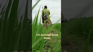 Download lagu Trik Jitu Memanggil Burung Mandar #shorts @SNIPERBLACKAPRAK mp3 Download lagu Trik Jitu Memanggil Burung Mandar #shorts @SNIPERBLACKAPRAK mp3