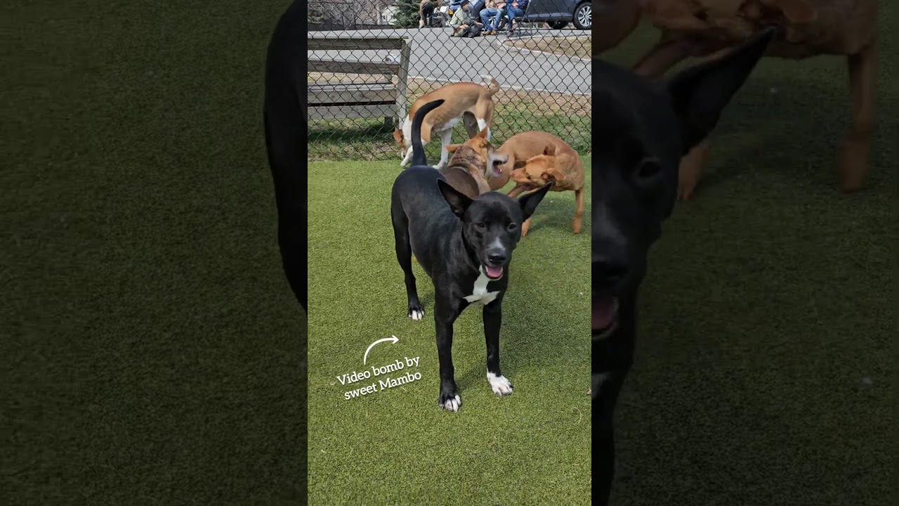 Enlarge Chico, a Adoptable mixed breed in Harrison, NY video 2/6