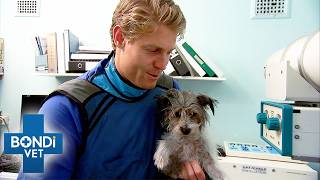 Tiny Dog's Leg Badly Injured During Playtime | Bondi Vet Double Episode