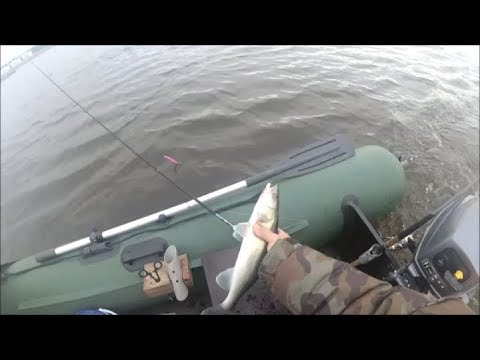 Судак на дорожку на фин.заливе. Эхолот Практик 7 wi-fi