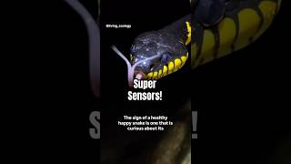 Why do snakes have forked tongues?