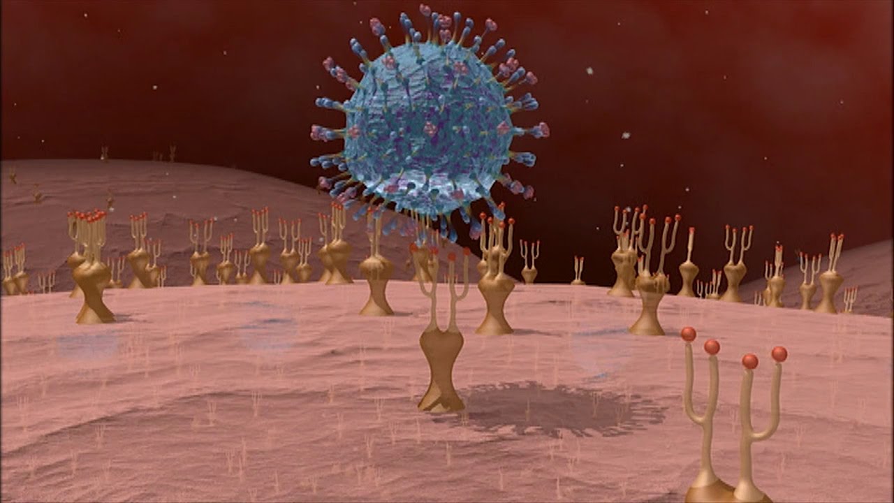 Au coeur des organes : L'immunité adaptative