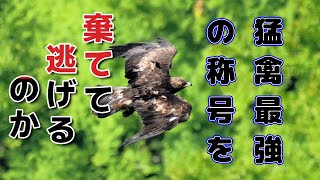 カケスのしつっこい攻撃もうたまらん　I can't take the jay's persistent attacks anymore