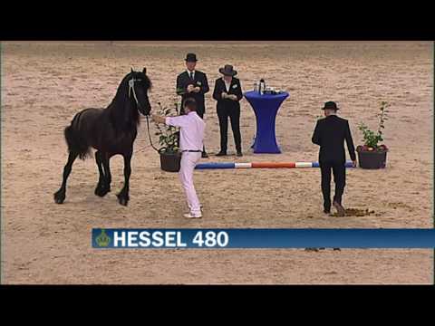 KFPS Hengstenkeuring 2016 rubriek 08