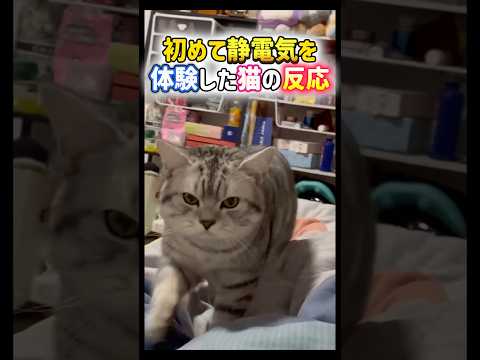 初めて静電気を体験した猫の反応。 #可愛い #面白い #猫 #静電気 #cat #funny #shorts