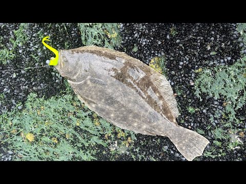 Summer Flounder (Fluke) Fishing from Shore! Great Action before Big Storm.