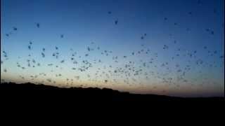 preview picture of video 'Frio River Bats emerge from their cave near Concan Texas!'