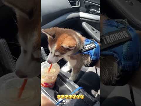 #cutecats #funny #funnyanimals #funnydogs  #cutedog