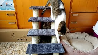 Disfruta de la escalera rascador para gatos de PEDY