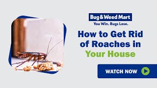 How to get rid of roaches in your house
