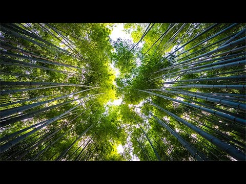 3h de Vento no Bambuzal - Alívio do Zumbido - Ajuda a Dormir.