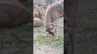 Download lagu RUSA JANTAN PAPUA mp3 Download lagu RUSA JANTAN PAPUA mp3